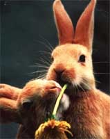 rabbit equipment