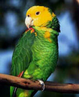 birds