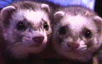 ferret